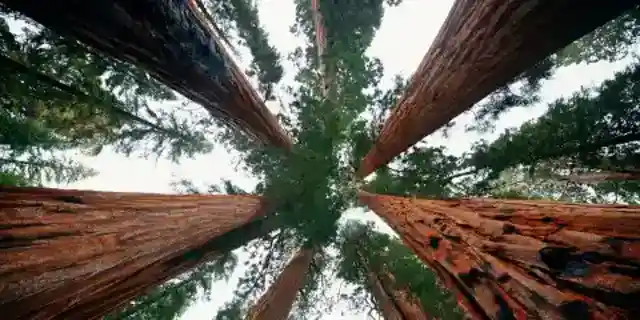 My Neighbor Cut Down the 200-Year-Old Sequoia My Great-Grandfather Planted While We Were on Vacation – So I Brought Him a 'Gift' He'll Never Forget