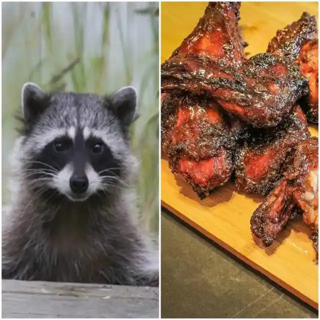 Raccoon Ribs