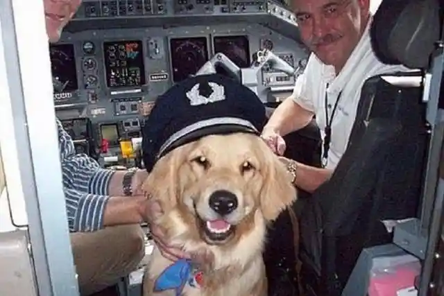 Ruff Ruff, Captain!