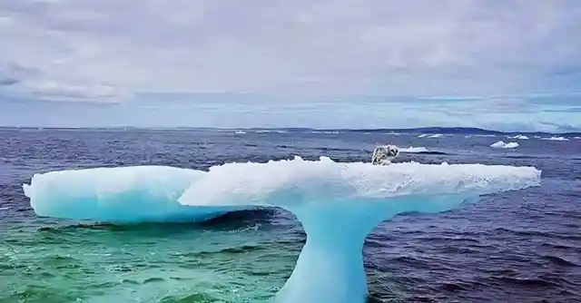 Stranded Baby Seal
