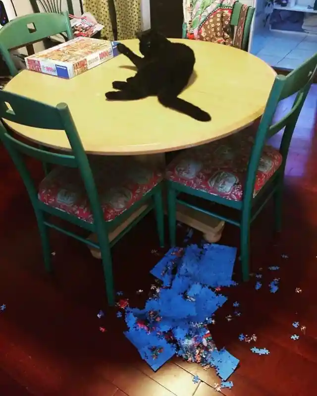 A Puzzling Cat-titude