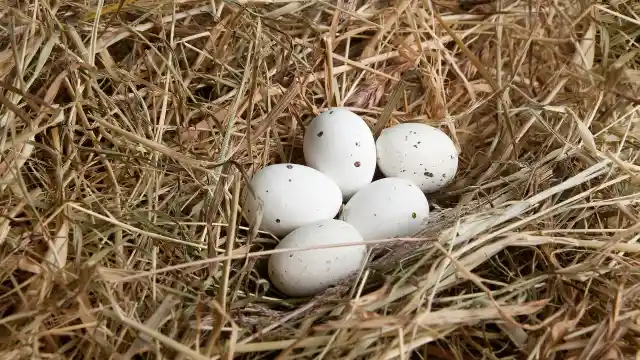 Letting The Bird Come And Go