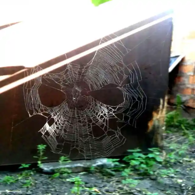 Spiderman’s Web