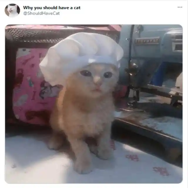 Cats are great chefs!