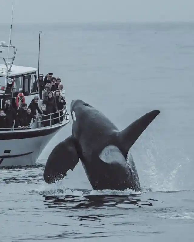 That Is One Killer Whale