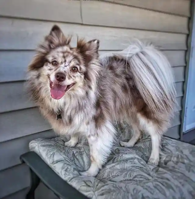 Aussiepom (Australian Shepherd + Pomeranian)