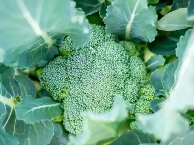 Broccoli Grows on the Ground