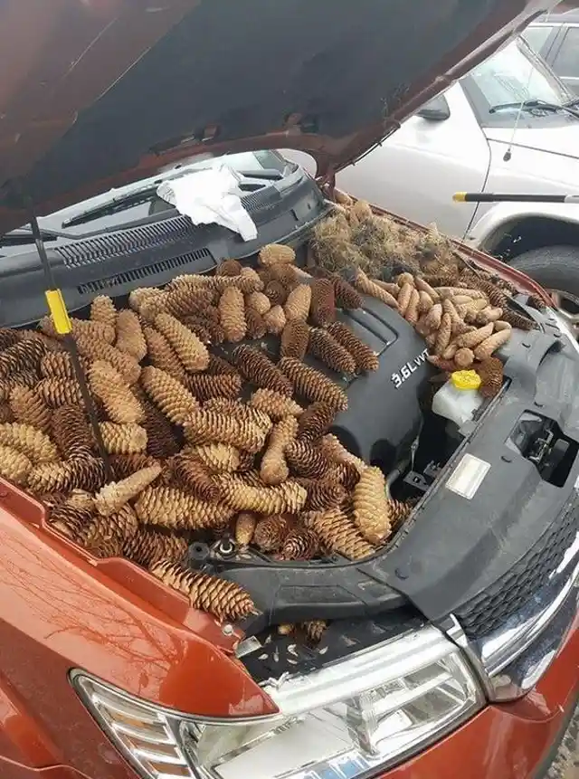 A Hood Full of Pine Cones