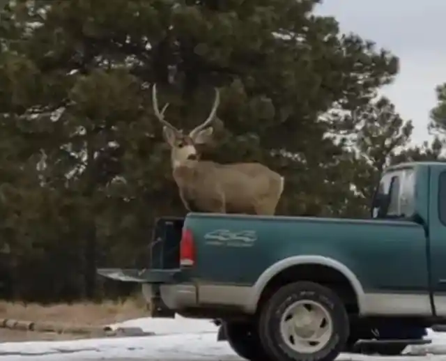 What the Elk?