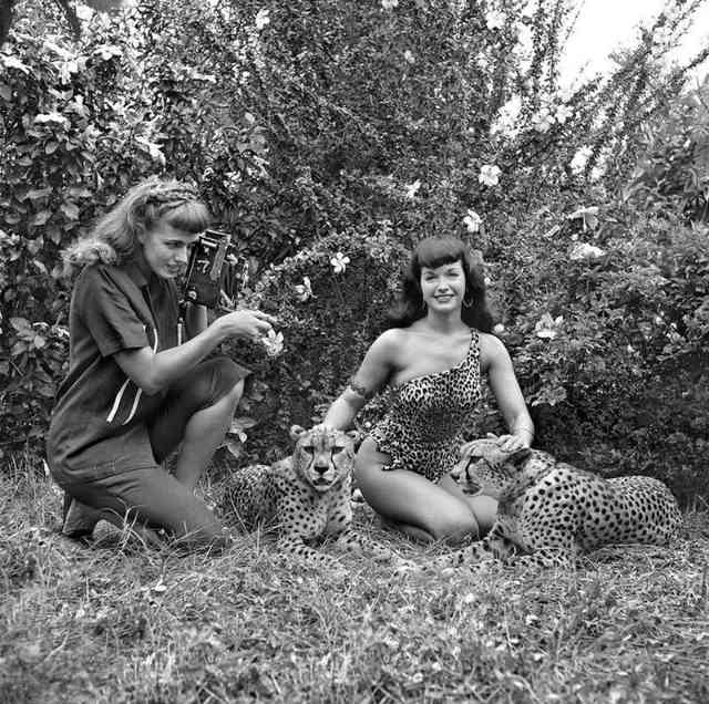 Bunny Yeager Photographing Bettie Page With A Pair Of Cheetahs, 1954