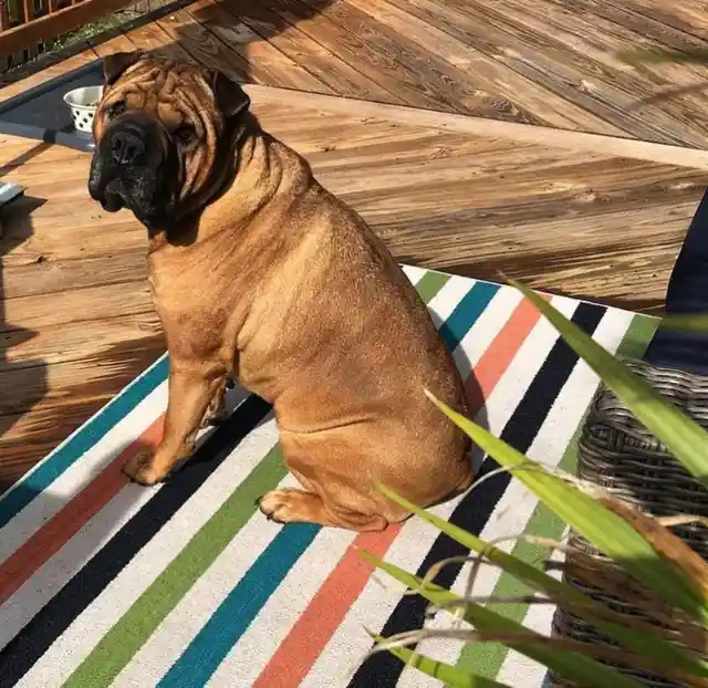 Bull-Pei (English Bulldog + Shar-Pei)