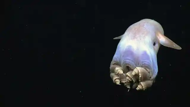 Meet Sea Dumbo