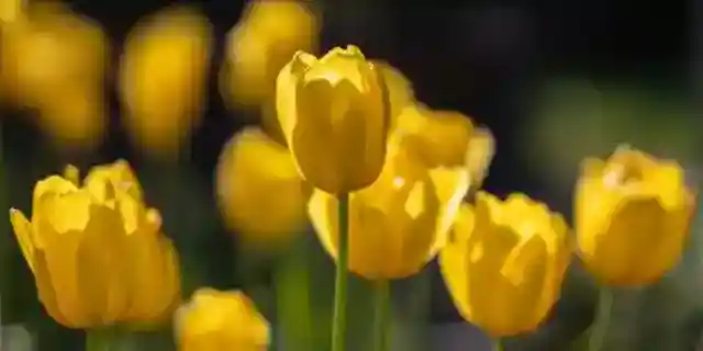 Every Sunday for 3 Years, a Yellow Tulip Appeared for My Husband – When I Finally Found Out Who Was Behind It, I Couldn't Stop Smiling