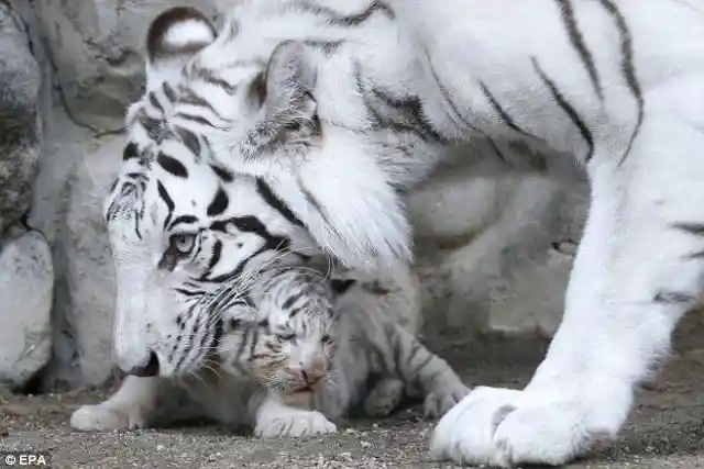 The Cubs Took to Him Instantly
