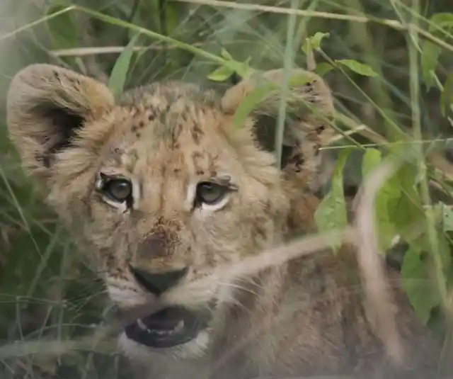 Substitute for the Cub’s Mom