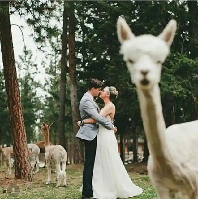 Llama Drama