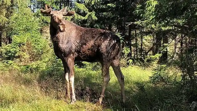 El Alce Mamut de Maine