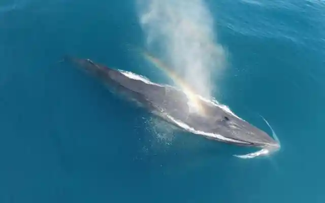 Beautiful Whale Spouting