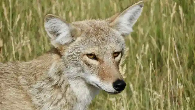 The Cunning Coyotes Of New Jersey