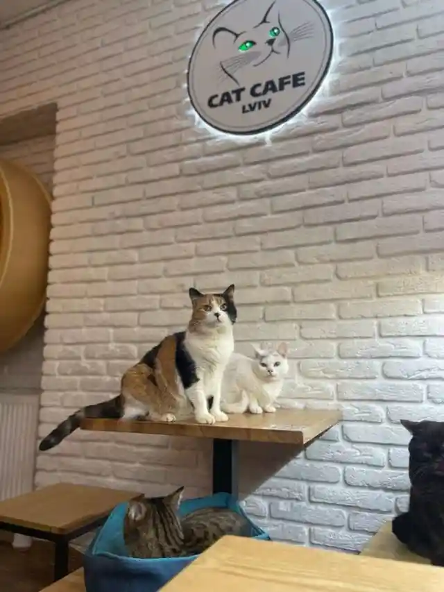 Ukrainian Cat Café Stays Open Even During The War