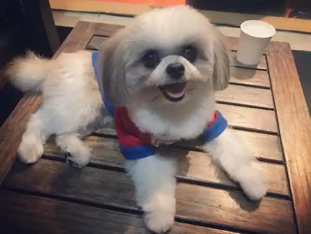 Shiranian (Pomeranian + Shih Tzu)