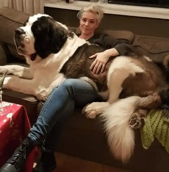 The World’s Biggest Lapdog