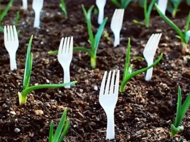 Scare Small Garden Pests Away with Forks