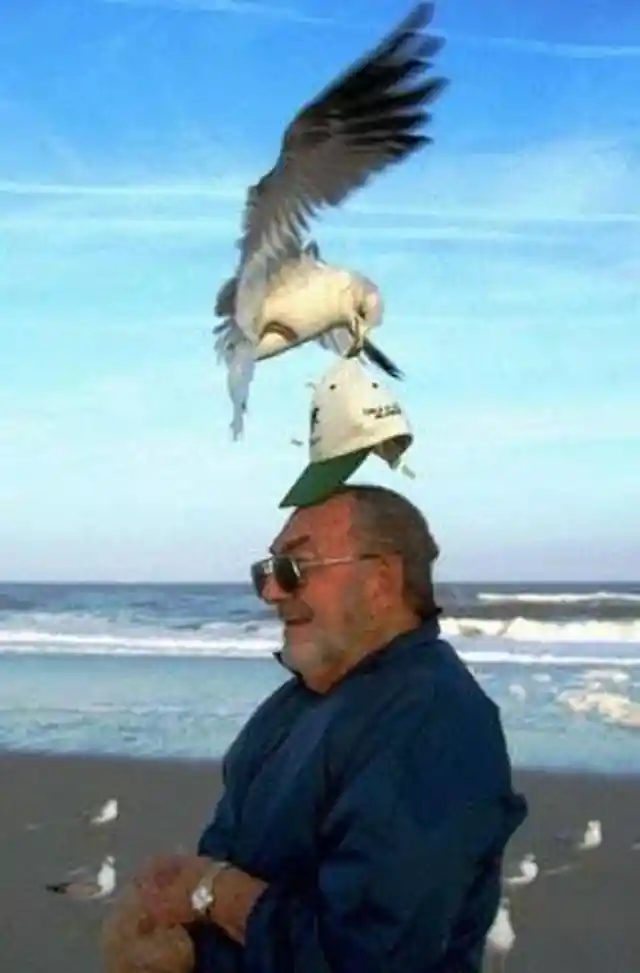 The Seagull Stole My Cap