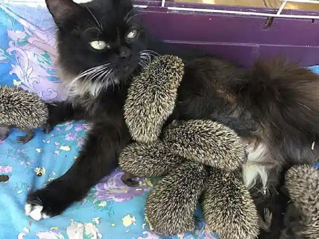 A Mom