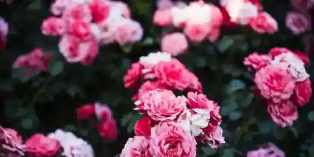 My Teen Neighbor Left a Note Saying 'Help Me' Under My Rose Bush – When I Walked Into Her House, I Couldn't Breathe