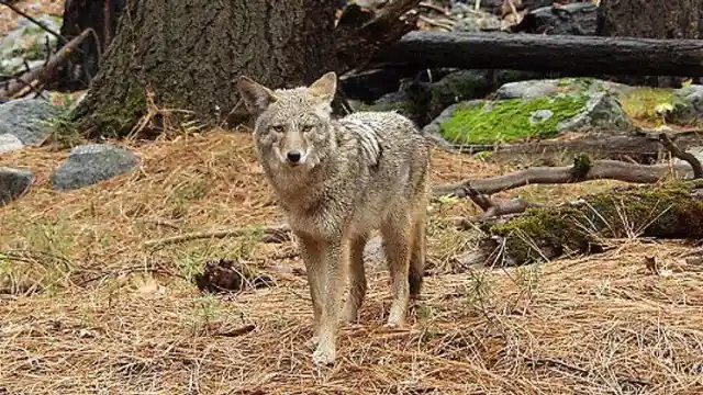 Illinois’ Deceptive Zombie Coyotes