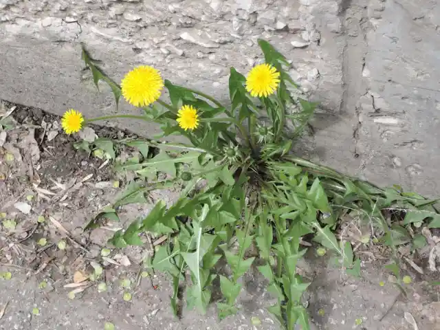 Delicious Dandelions