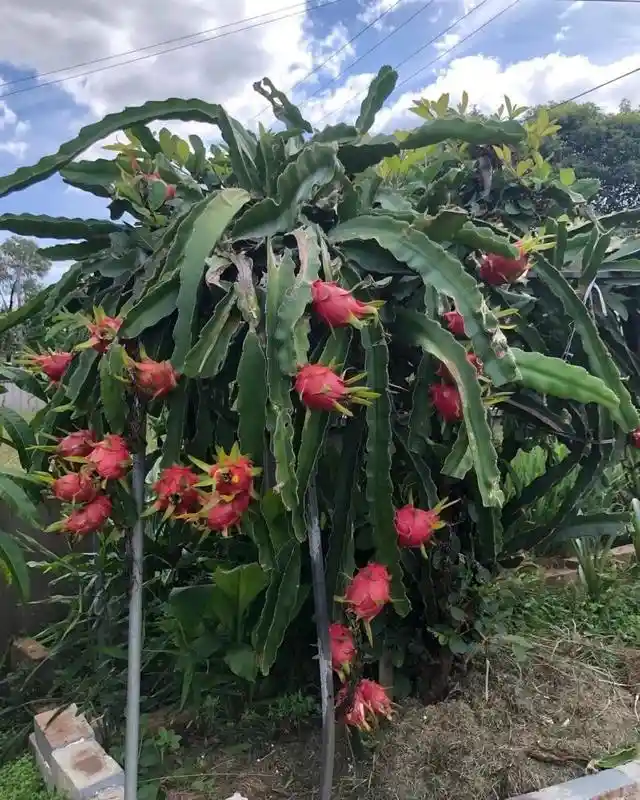 Dragon Fruit