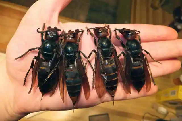 Giant Asian Hornets