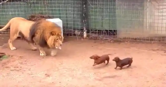 People Threw Dachshund Into Lion’s Cage, Could Not Predict Its Reaction