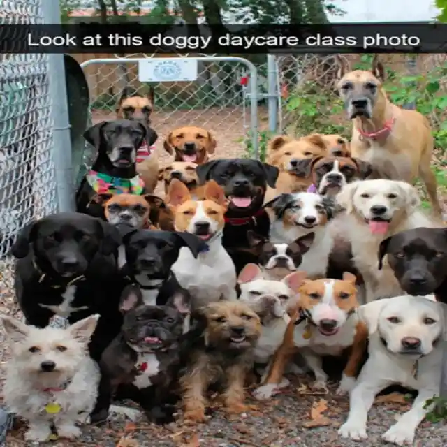 Doggos’ Class Photo