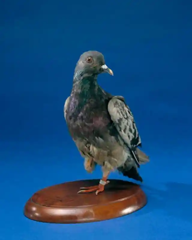 Valliant Pigeon