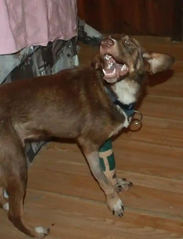 He Seems To Be Doing Alright Post-Op