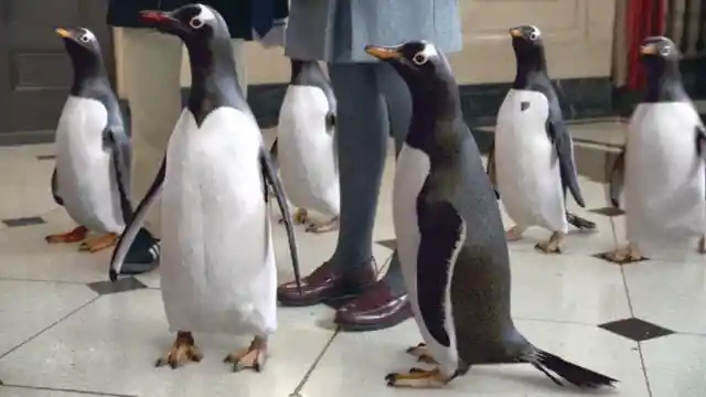 Party Penguins