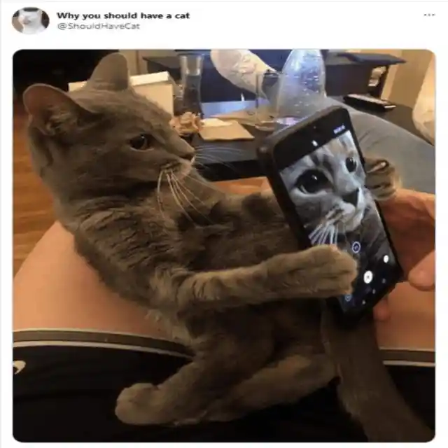 Cats are great at taking selfies