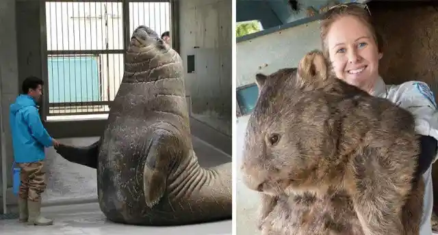 40 Animals That Will Shock Everyone With Their Size