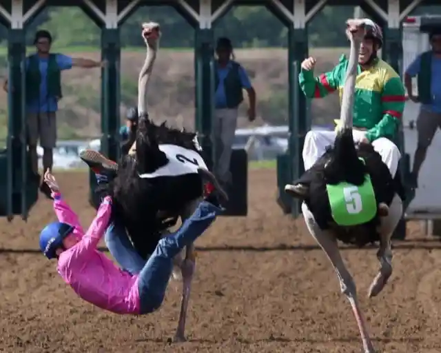 Ostrich Racing