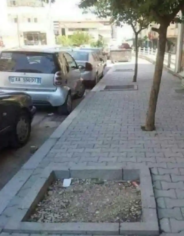 Tree-Lined Sidewalk