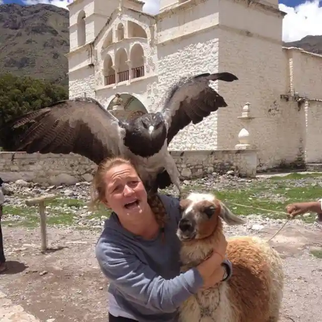 Feathered and Furry Friends