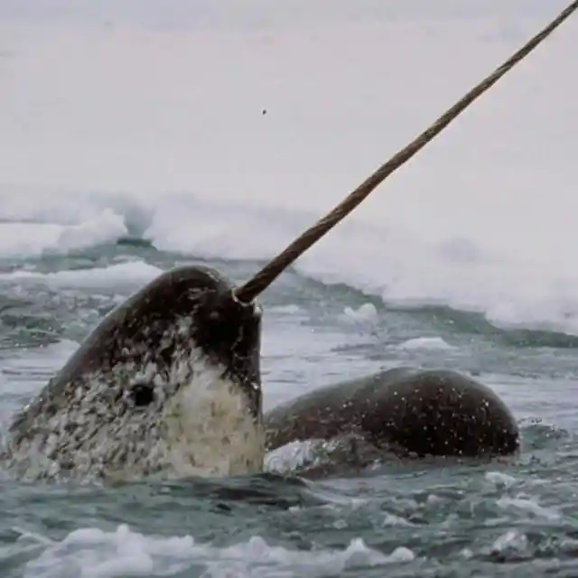 Narwhals Are Real!