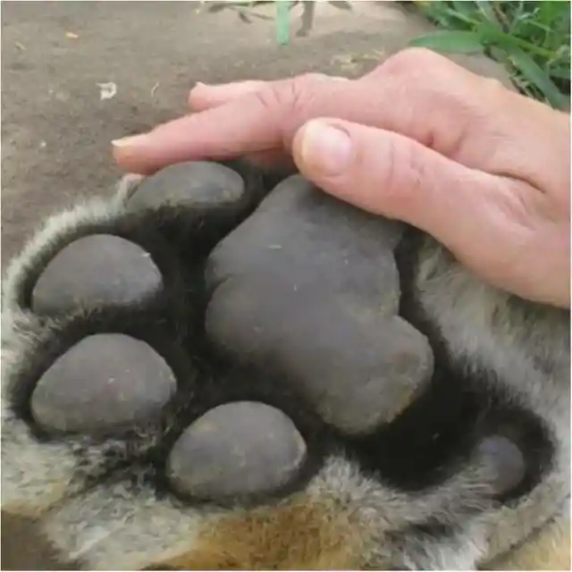 Tiger Paw Versus Human Hand