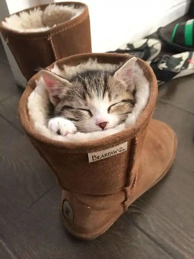 Puss in Boots 2.0