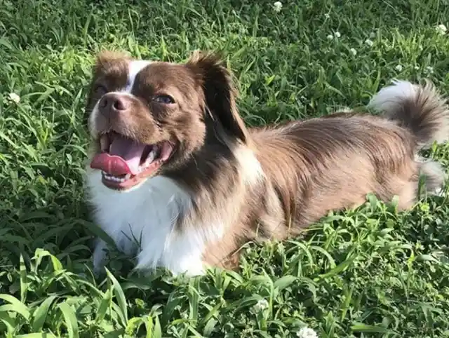 Aus-Tzu (Australian Shepherd + Shih Tzu)