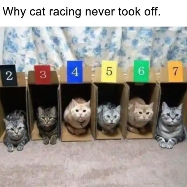 Tedious Cat Race