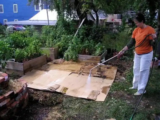 Cardboard Sheets to Zap Weeds